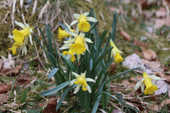 Narcissus pseudonarcissus pseudonarcissus