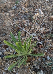Mentzelia albescens