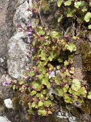 Cymbalaria muralis