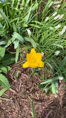 Tulipa sylvestris