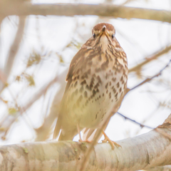 Turdus philomelos