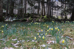 Narcissus pseudonarcissus pseudonarcissus