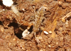 Orchesella bulba
