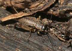 Gryllus assimilis