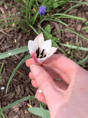 Tulipa clusiana