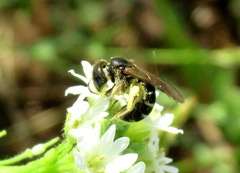 Halictus maculatus