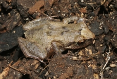 Montserrat Whistling Frog photo 2