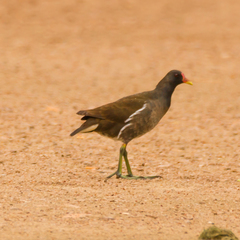 Gallinula chloropus
