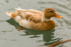 Anas platyrhynchos domesticus