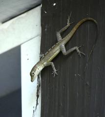 Anolis scriptus