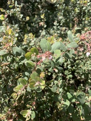 Arctostaphylos morroensis