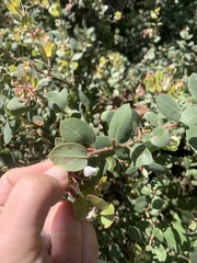 Arctostaphylos morroensis