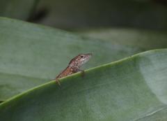 Anolis scriptus