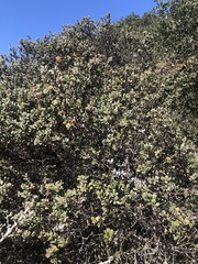 Arctostaphylos morroensis