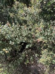 Arctostaphylos morroensis