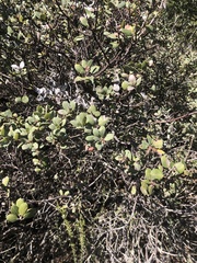 Arctostaphylos morroensis