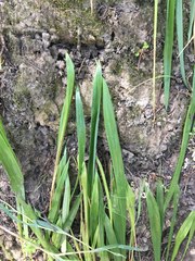Iris foetidissima