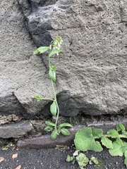 Arabidopsis thaliana