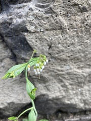 Arabidopsis thaliana