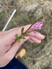 Polygala crenata