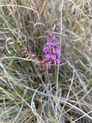Polygala crenata