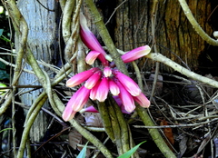 Tecomanthe dendrophila