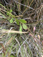 Polygala crenata