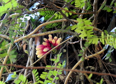 Tecomanthe dendrophila
