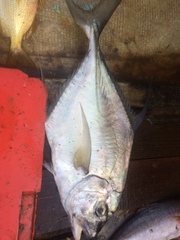 Alectis ciliaris