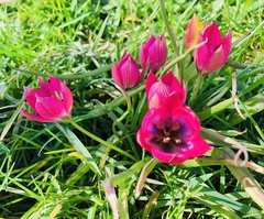 Tulipa humilis