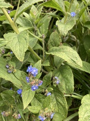 Pentaglottis sempervirens
