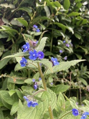 Pentaglottis sempervirens