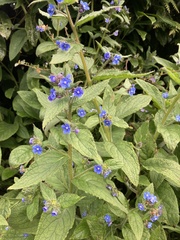 Pentaglottis sempervirens