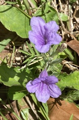 Ruellia ciliatiflora