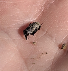 Sphenophorus compressirostris
