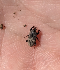 Sphenophorus compressirostris
