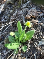 Primula veris