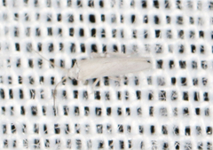 Coniopteryx maculithorax