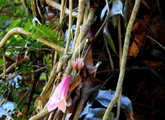 Tecomanthe dendrophila