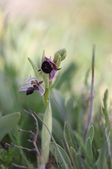 Ophrys sphegodes sipontensis