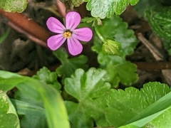 Geranium lucidum
