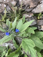 Pentaglottis sempervirens
