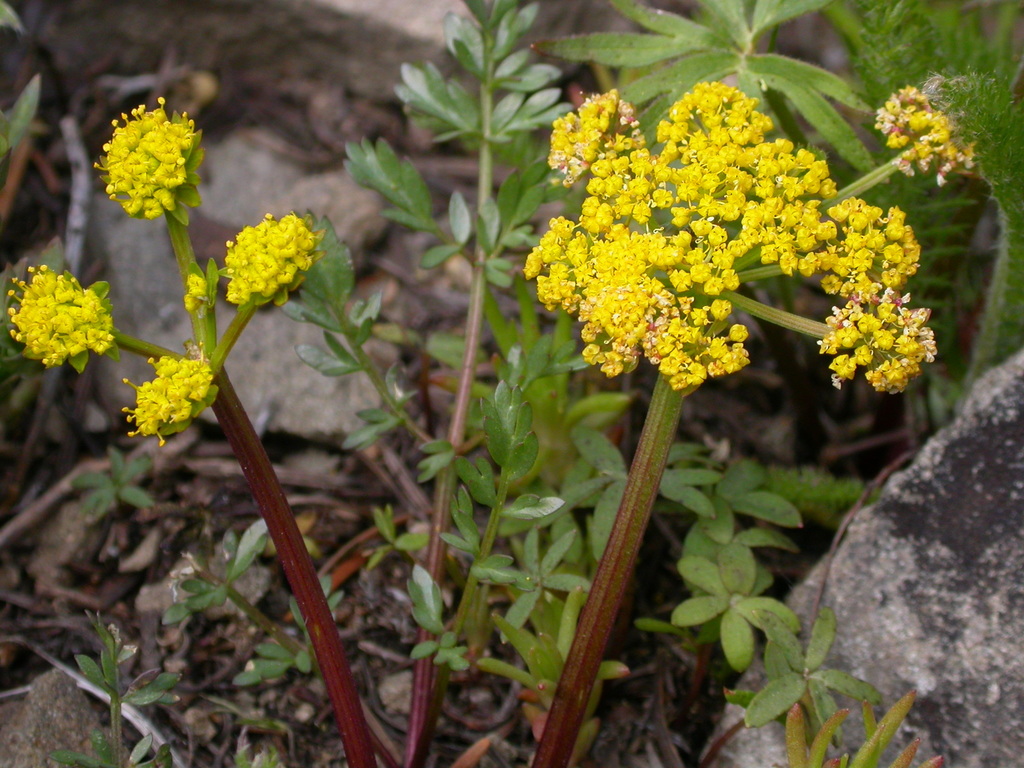 Cous-root Desert-parsley