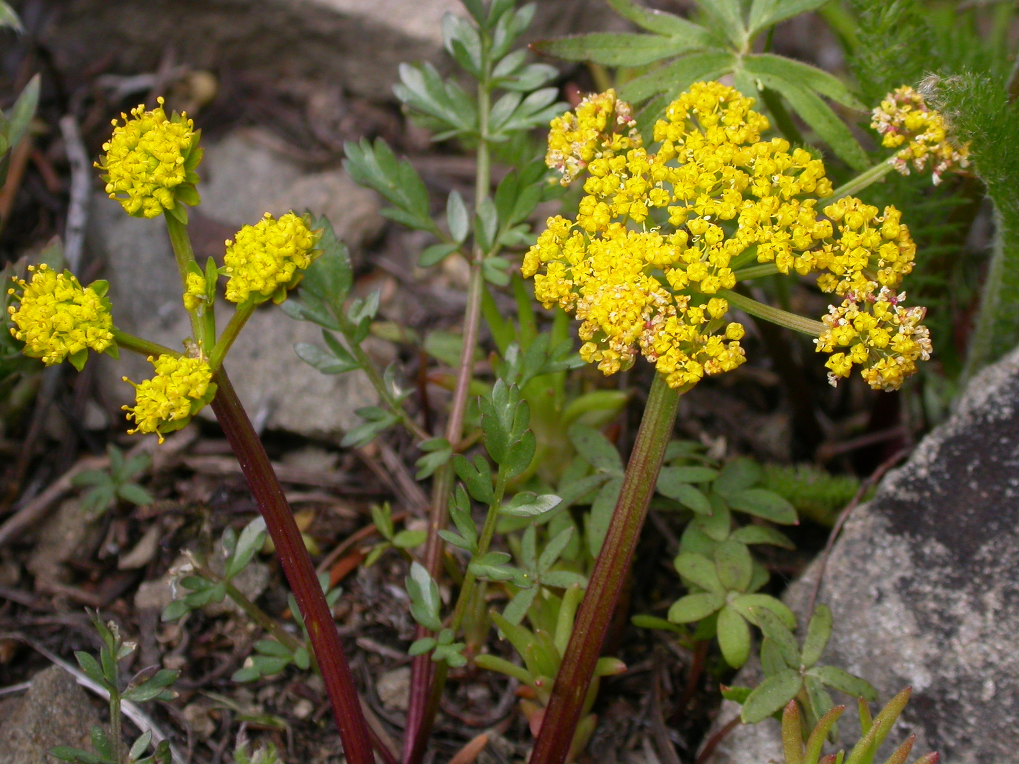 Lomatium cous
