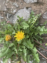 Taraxacum officinale