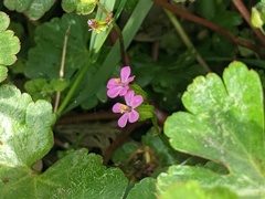 Geranium lucidum