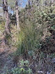 Xerophyllum tenax