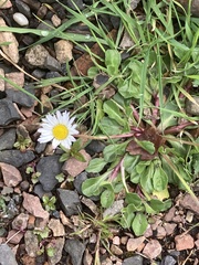 Bellis perennis