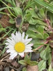Bellis perennis