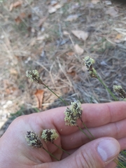Sesleria caerulea